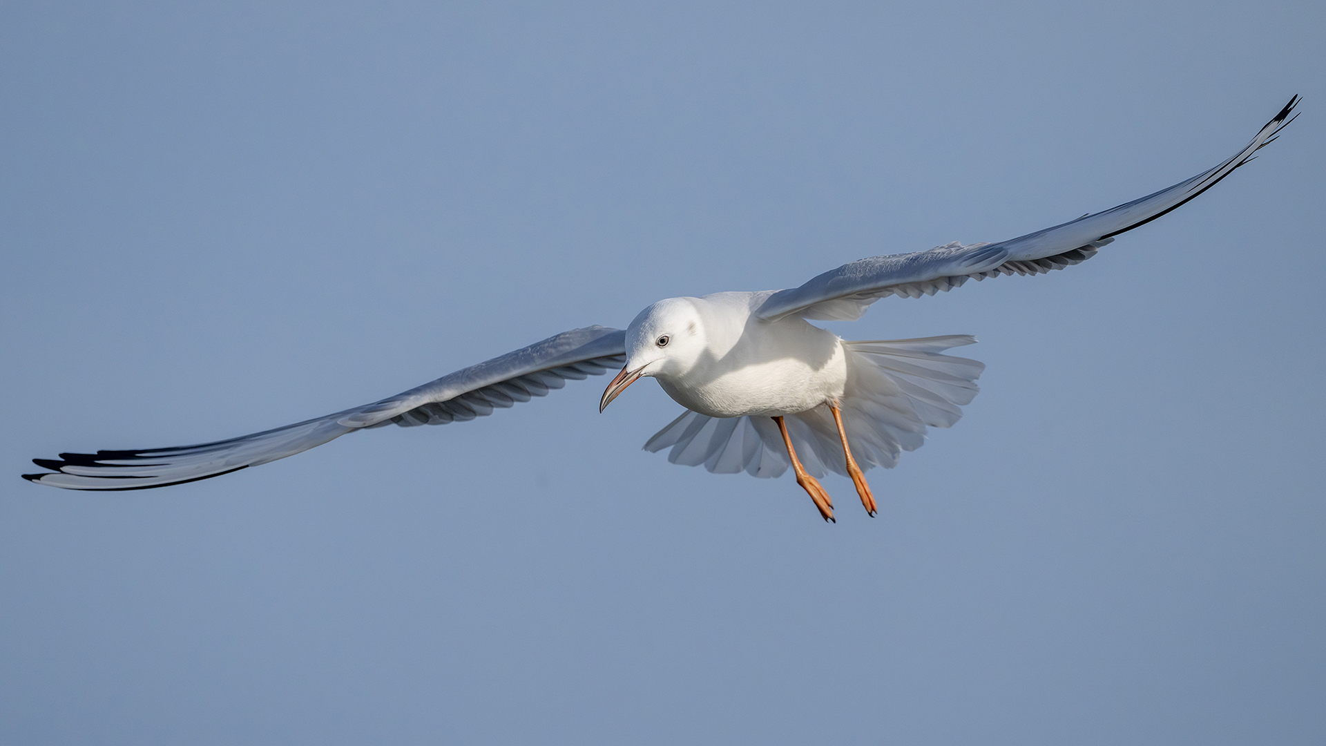 Slender-billed Gull — Ana fotoğraf